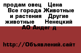  продам овец › Цена ­ 100 - Все города Животные и растения » Другие животные   . Ненецкий АО,Андег д.